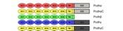 The human Pcdh gene cluster
